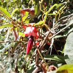 Kennedia rubicunda 花