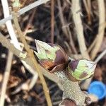 Corylopsis pauciflora Foglia