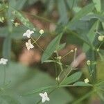 Galium laevigatum Flors