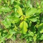 Prunus pensylvanica Leaf