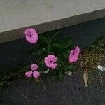 Dianthus pungens Blüte