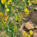 Crotalaria laburnifolia Fruitua