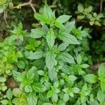 Parietaria officinalis Blad