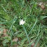 Stellaria palustris Flower