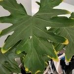 Philodendron bipinnatifidum Leaf