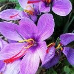 Crocus sativus Цветок