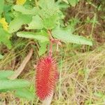 Clappertonia ficifolia Frucht