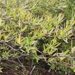 Hakea salicifolia Blatt