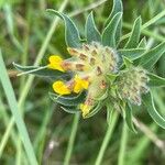 Anthyllis vulneraria फूल