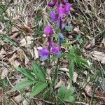 Lathyrus vernusBlomma