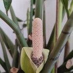 Zamioculcas zamiifolia 花