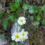 Ranunculus alpestris Flor