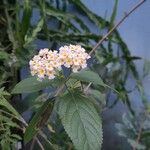 Lantana camara Flower