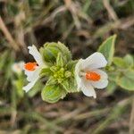 Hibiscus flavifolius Blomst