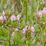 Kalmia polifolia Hábitos