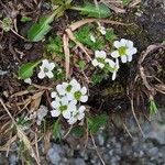 Saxifraga androsacea Cvet