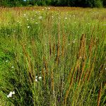 Calamagrostis stricta Фрукт