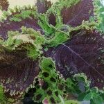 Coleus decurrens 葉