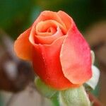 Rosa chinensis Muu
