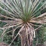 Yucca harrimaniae Foglia
