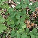 Rubus vestitus Habitus