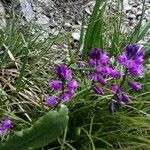 Polygala nicaeensis Fula