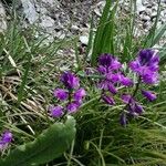 Polygala nicaeensis Цветок