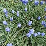 Muscari armeniacumBloem