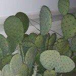 Opuntia oricola Fulla