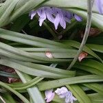 Hyacinthoides hispanica ഇല