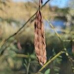 Sesbania drummondii Fruit