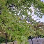 Quercus palustris Liść
