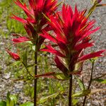 Castilleja miniata ফুল