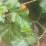 Solanum capsicoides Leaf