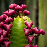 Euphorbia canariensis Плод