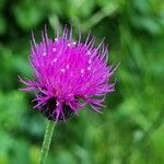 Cirsium tuberosum花