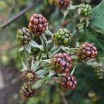 Rubus nemoralis ഫലം