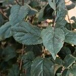 Parthenocissus quinquefolia ᱥᱟᱠᱟᱢ