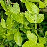 Citrus trifoliata Blad