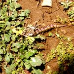 Raffenaldia primuloides Leaf