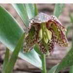 Fritillaria hakkarensisЦвят