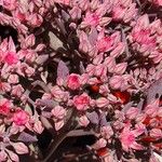 Sedum rubens Flor