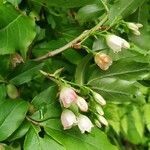 Vaccinium arctostaphylos Цвят