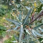 Mahonia trifoliolata Hoja