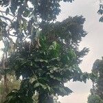 Diospyros abyssinica Blad