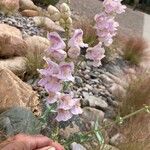 Penstemon palmeri Flor