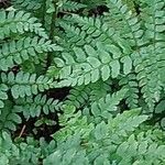 Polystichum setiferum Blad