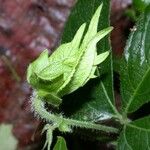 Dalechampia websteri Hoja