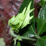 Dalechampia websteri Leaf