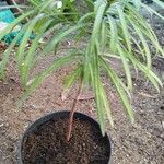 Podocarpus henkelii Deilen